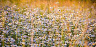 nikolayfrolochkin chamomile