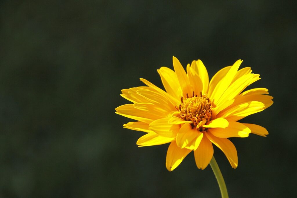 pics kartub arnica