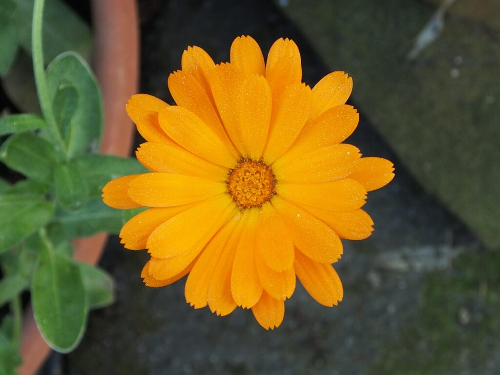 s ms marigold