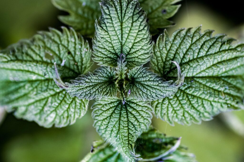 snibl nettle