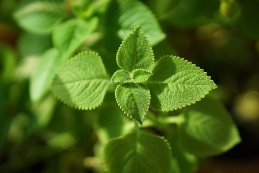 spencerwing mexican mint