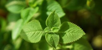 spencerwing mexican mint