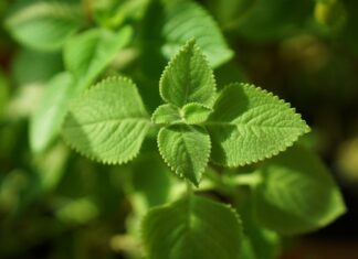 spencerwing mexican mint