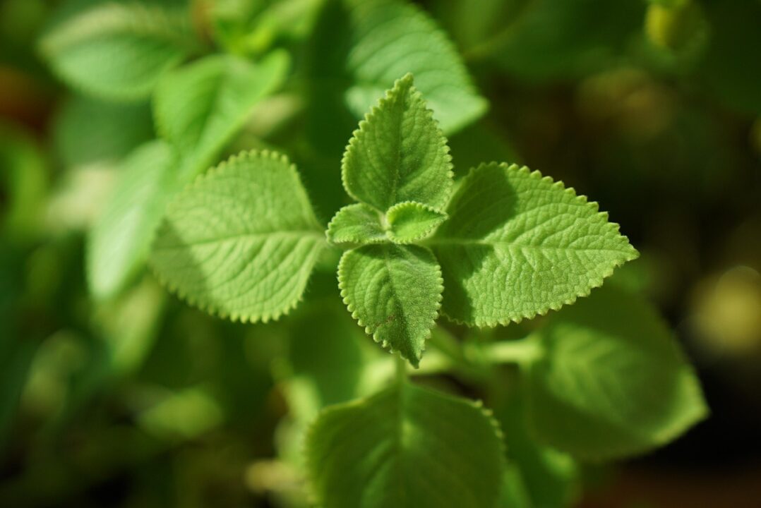 spencerwing mexican mint