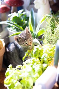 studio lannach cat