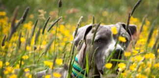 susanne dog
