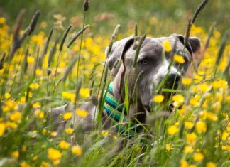susanne dog