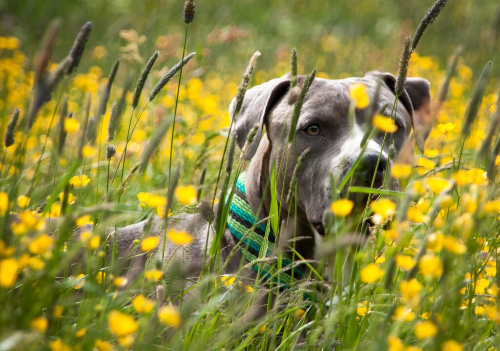 susanne dog