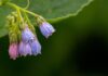 theotherkev wild flowers