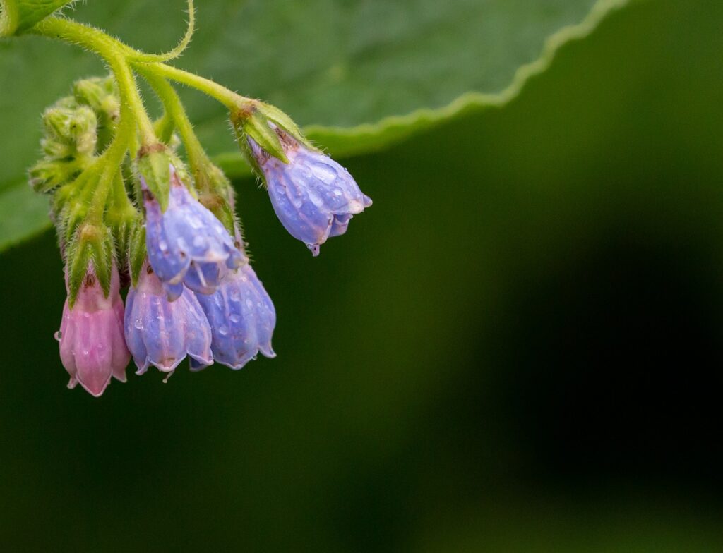 theotherkev wild flowers