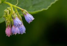 theotherkev wild flowers