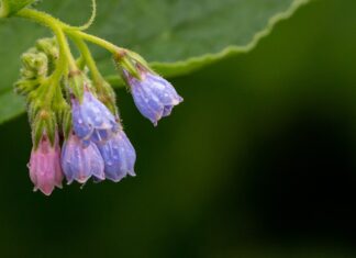 Bylinná podpora při zlomenině zápěstí a domácí recepty pro období rekonvalescence theotherkev wild flowers