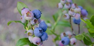 tonyleeglenn blueberries