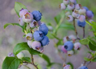 Krátkozrakost v moderní době: Jak podpořit zdraví očí pomocí bylin a přirozené péče tonyleeglenn blueberries