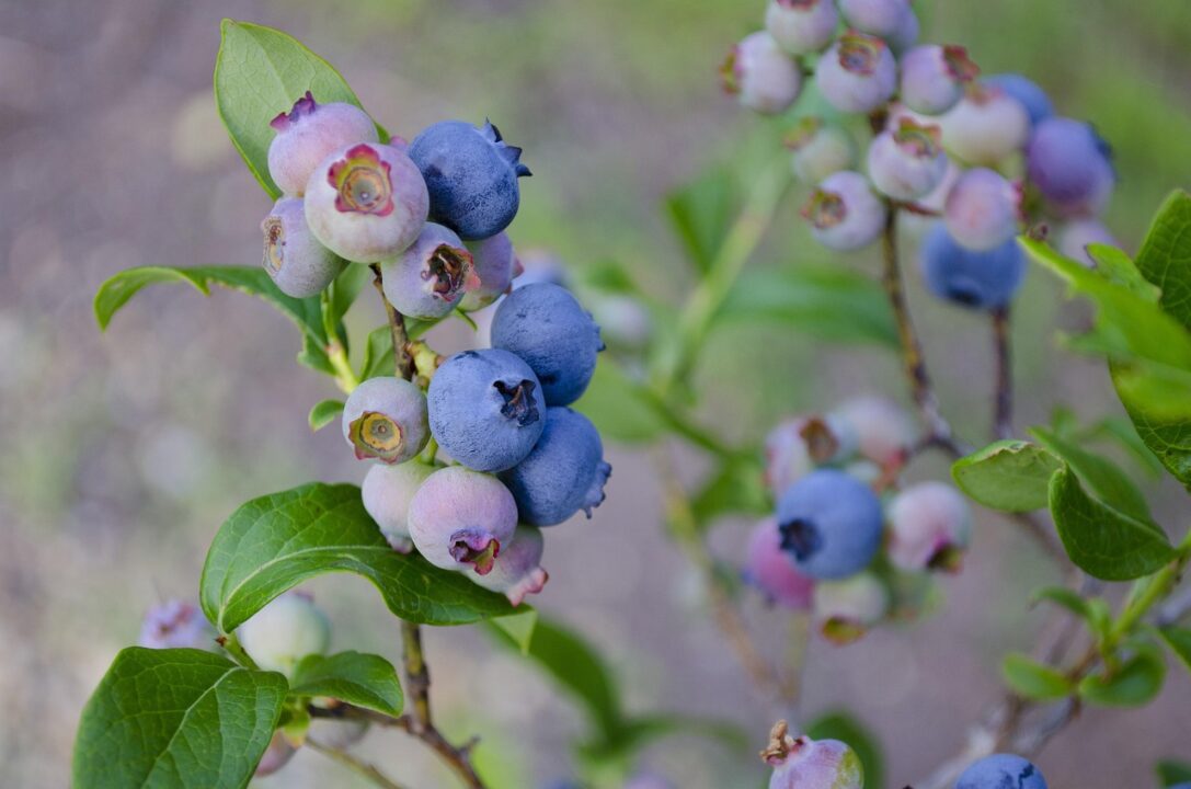 tonyleeglenn blueberries