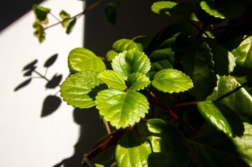 vjgalaxy plectranthus verticillatus