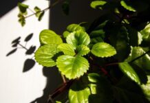 vjgalaxy plectranthus verticillatus