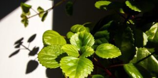 vjgalaxy plectranthus verticillatus