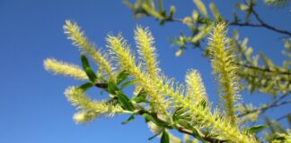 wikimediaimages salix alba