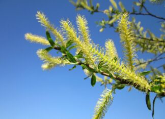 Zápěstí ztuhne a bolí: artróza zápěstí a přírodní pomoc léčivých bylin wikimediaimages salix alba