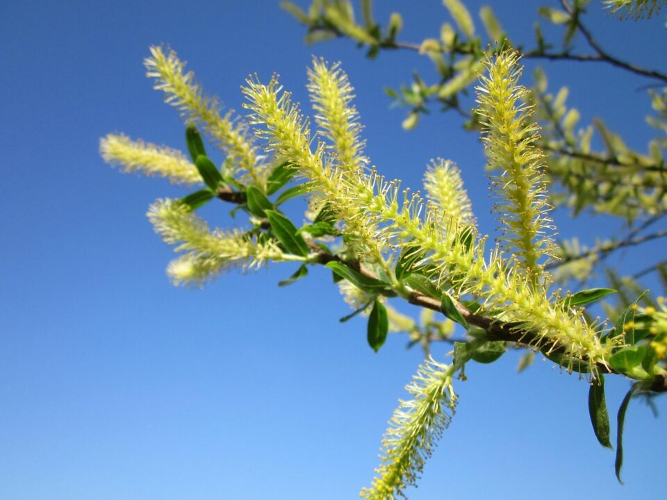 wikimediaimages salix alba