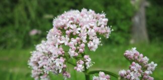 wikimediaimages valeriana officinalis
