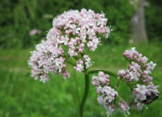 wikimediaimages valeriana officinalis