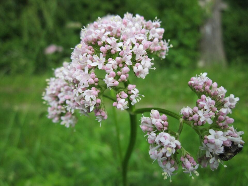 wikimediaimages valeriana officinalis