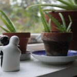 birgit h aloe vera