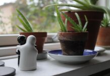 birgit h aloe vera