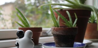 birgit h aloe vera
