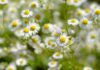 bru no chamomile