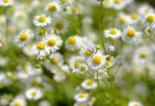 bru no chamomile