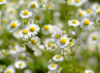 bru no chamomile