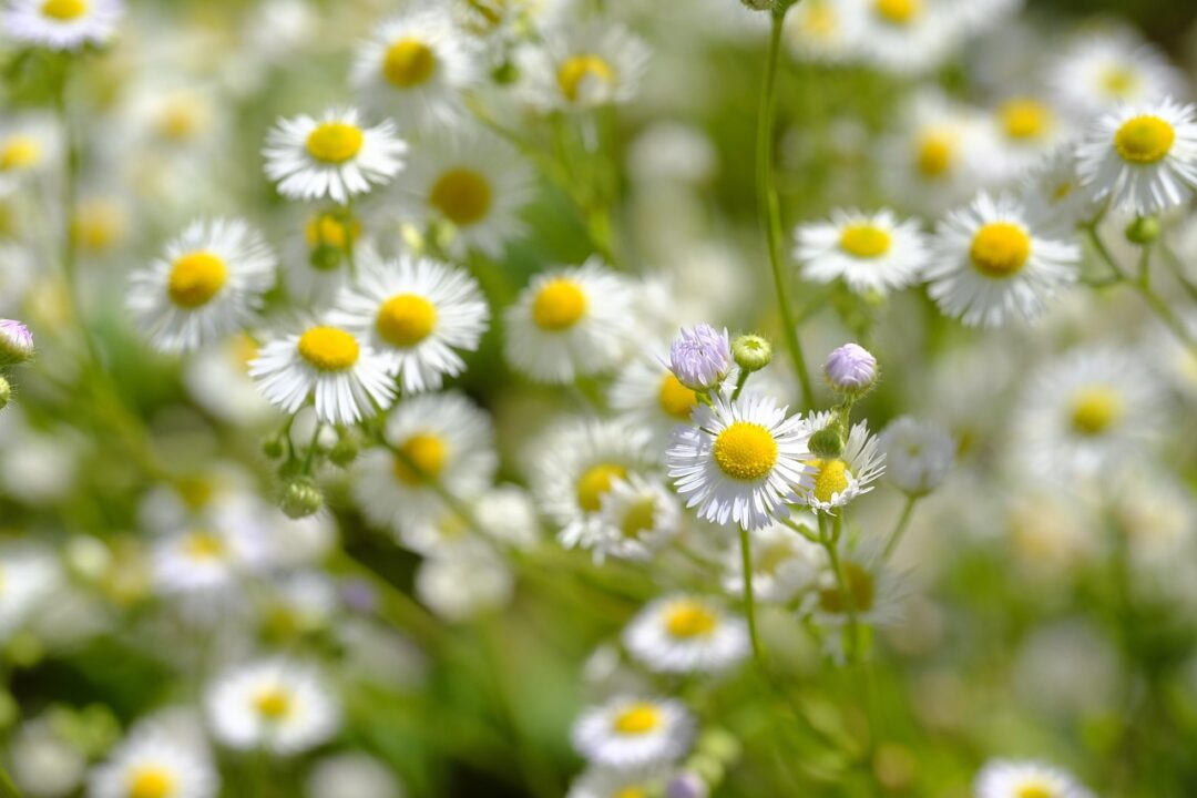 bru no chamomile