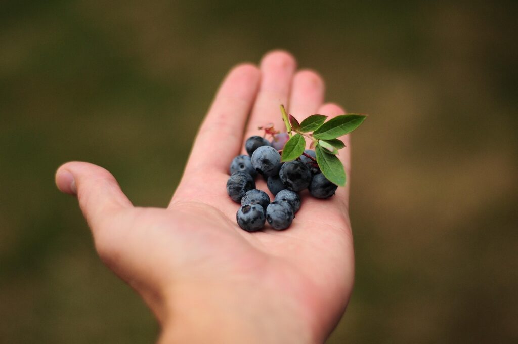 hellotimothytyndale blueberries