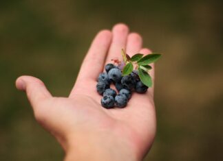 hellotimothytyndale blueberries