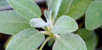 matthiasboeckel sage