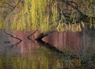 nennieinszweidrei hanging willow