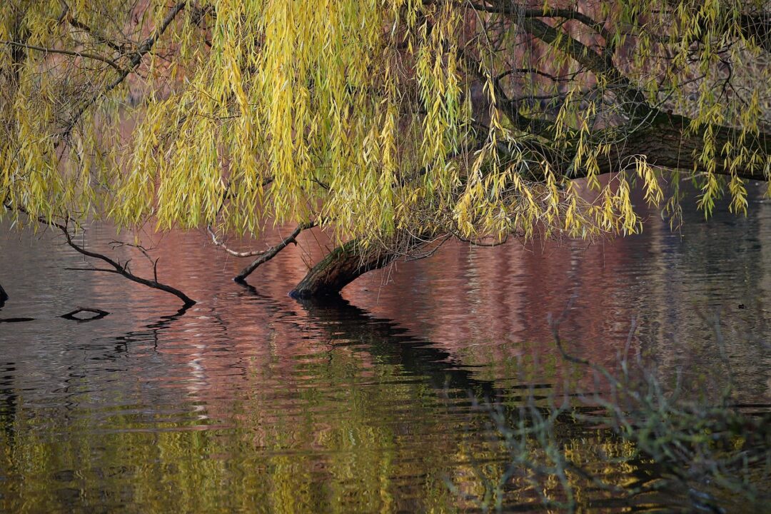 nennieinszweidrei hanging willow