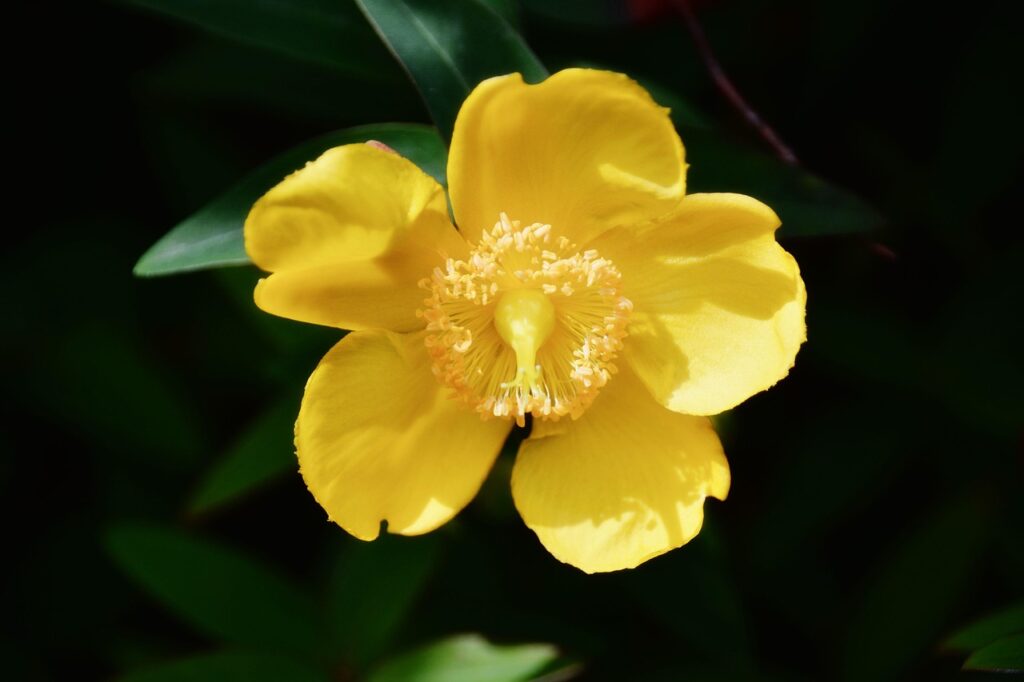 flower