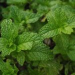 chrisccp mint