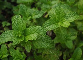 chrisccp mint