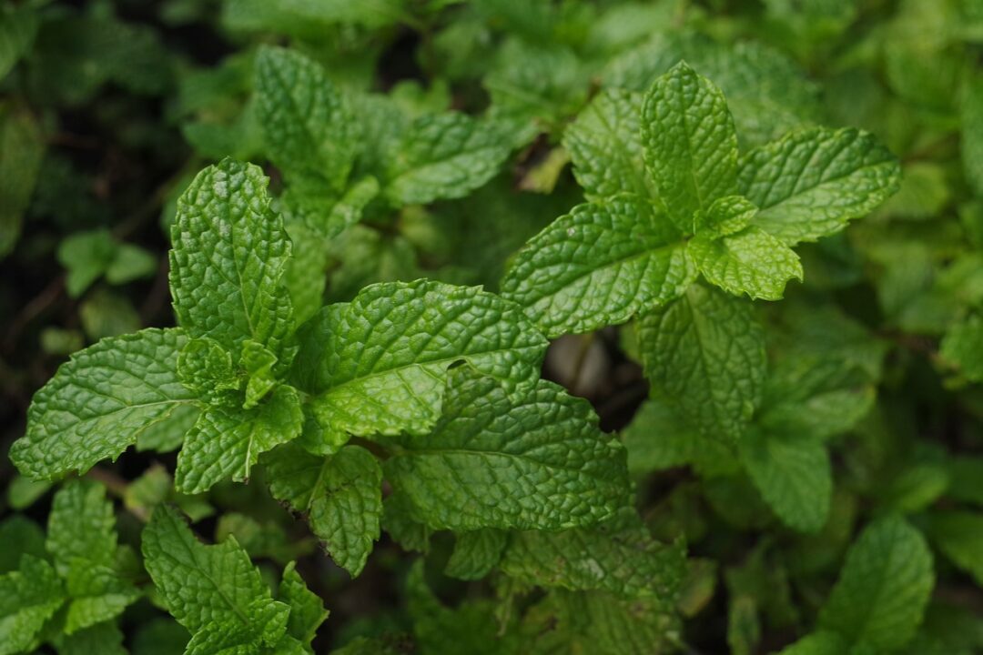 chrisccp mint
