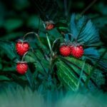 erik karits strawberries