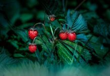 erik karits strawberries