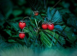 erik karits strawberries