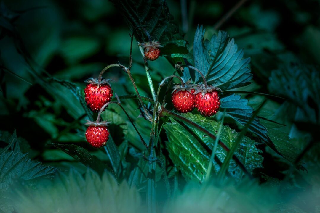 erik karits strawberries