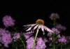 geof flower