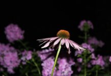 geof flower